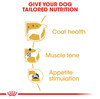 Royal Canin Poodle Adult Wet Dog Food Pouches