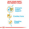 Royal Canin Cavalier King Charles Puppy Dry Dog Food