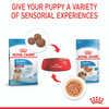 Royal Canin Medium Puppy Wet Dog Food Pouches
