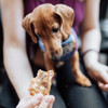 WAG Chicken Breast Dog Treats