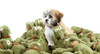 FuzzYard Scratchy the Flea Dog Toy