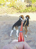 Rogz Utility Dog Lead Splitter Black