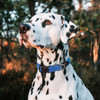 Rogz Dog Utility Classic Collar Pink dog