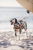 Rogz Utility Step-In Dog Harness Red