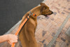 Rogz Obedience Dog Collar Red Style 3