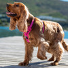 Rogz Control Dog Harness Pink