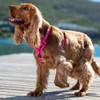 Rogz Control Dog Harness Blue