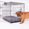Kazoo Premium Collapsible Dog Crate