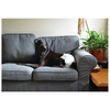 ZeeZ Disposable Dog Diapers