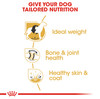 Royal Canin Labrador Retriever Gravy Wet Dog Food