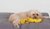 La Doggie Vita Bitey The Blue Ring Rope Dog Toy With Squeaker