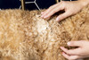 Palmer's for Pets Superior Polish Conditioner with Coconut Oil bath