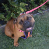 Kazoo Active Nylon Dog Lead Bloom Burst dog
