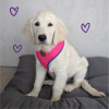 Kazoo Active Soft Dog Walking Harness Bloom Burst dog 1
