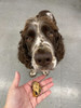 CHOMPY Green Lipped Mussels  Dog Treats