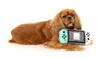 FuzzYard Dog Toy Dogtendo Sniff