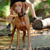 Rogz Dog Airtech Classic Collar Burnt Ochre