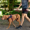 Rogz Dog  Airtech Classic Lead Sunset Pink
