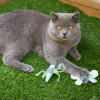 Kazoo Flutterby Cat Toy