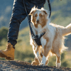 Rogz Utility Explore Harness Black