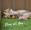 Kazoo Sneaky Mouse w/ Cardboard & Straw Cat Toy