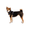 Ruffwear Front Range Dog Harness Basalt Gray