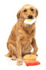 Fuzzyard Dog's Breakfast Dog Toy