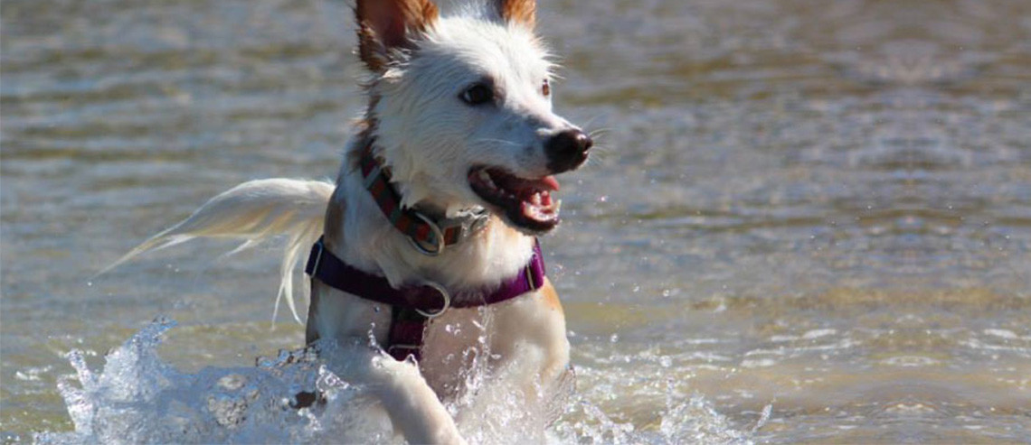 Dog Health Joints and Arthritis