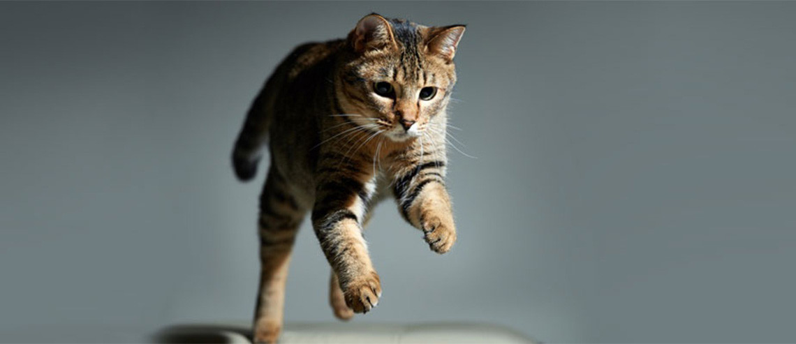 Cat Health Joints and Arthritis