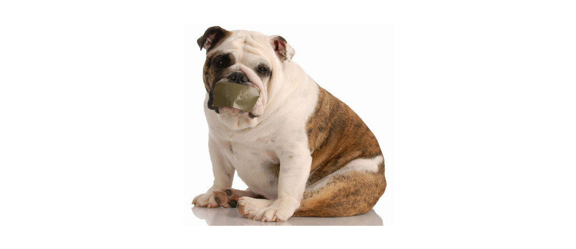 How to Stop Your Dog Barking