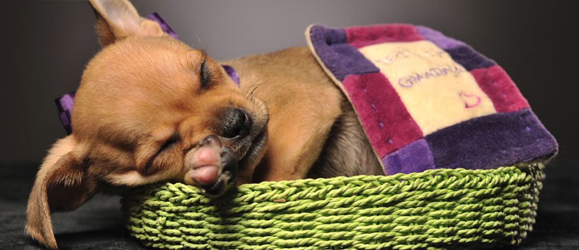 Dog New Puppy Basic Puppy Care
