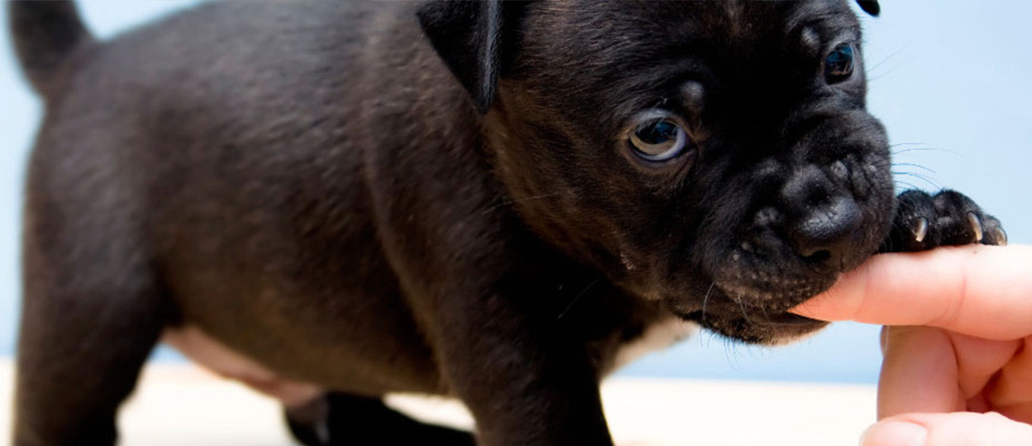 Dog New Puppy Nipping and Biting