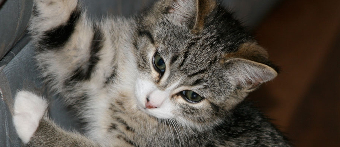 Bringing Home Your New Kitten
