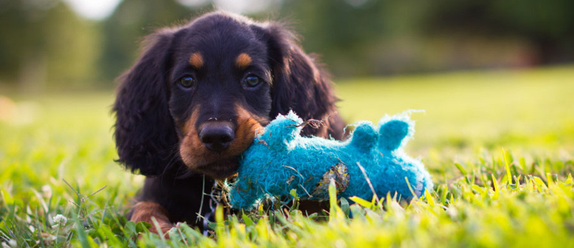 Dog New Puppy Bringing Home Your New Puppy