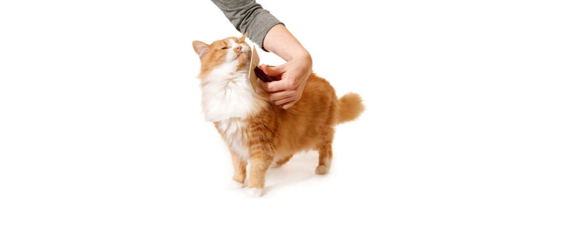 Tips for Brushing Your Cat
