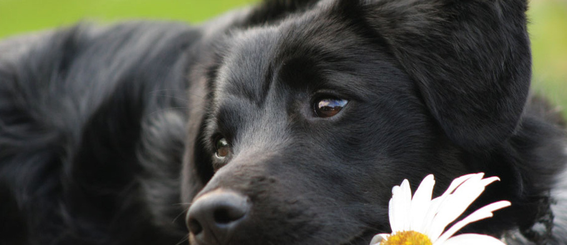 Dog Grooming Brushing