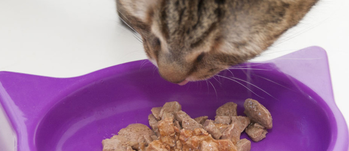 Cat Nutrition Changing Diet