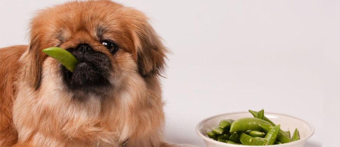Dog Nutrition - Changing Diet