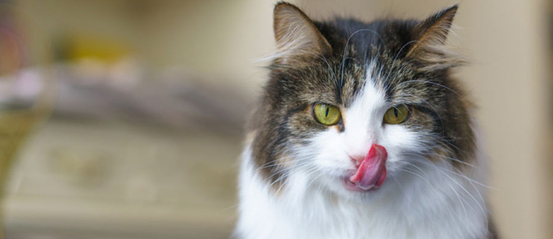 Cat Nutrition Choosing a Cat Food