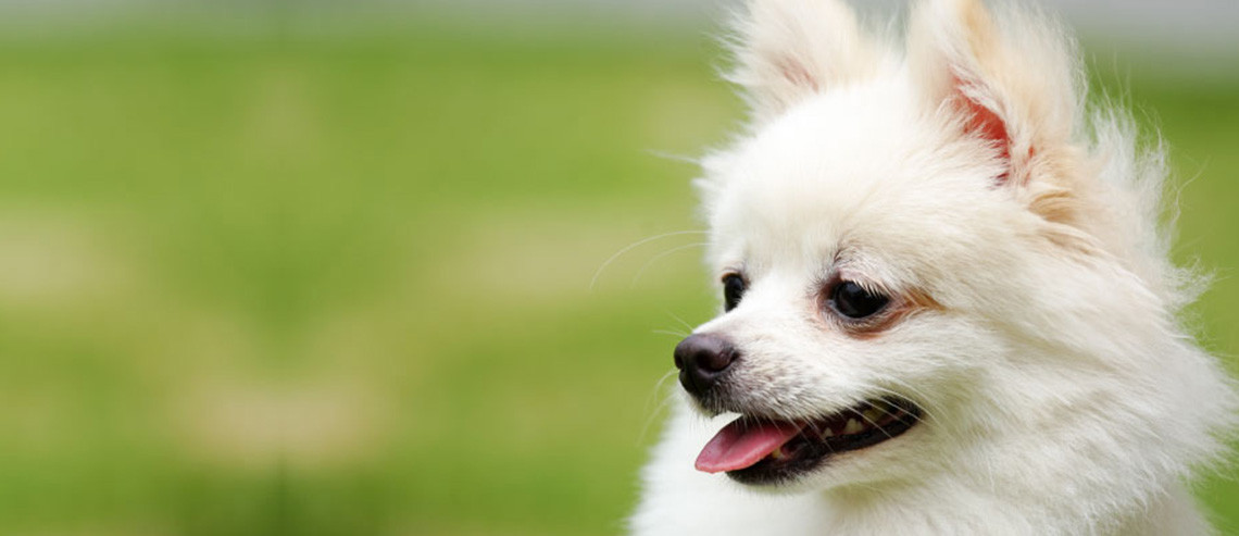 Dog Training Coming When Called