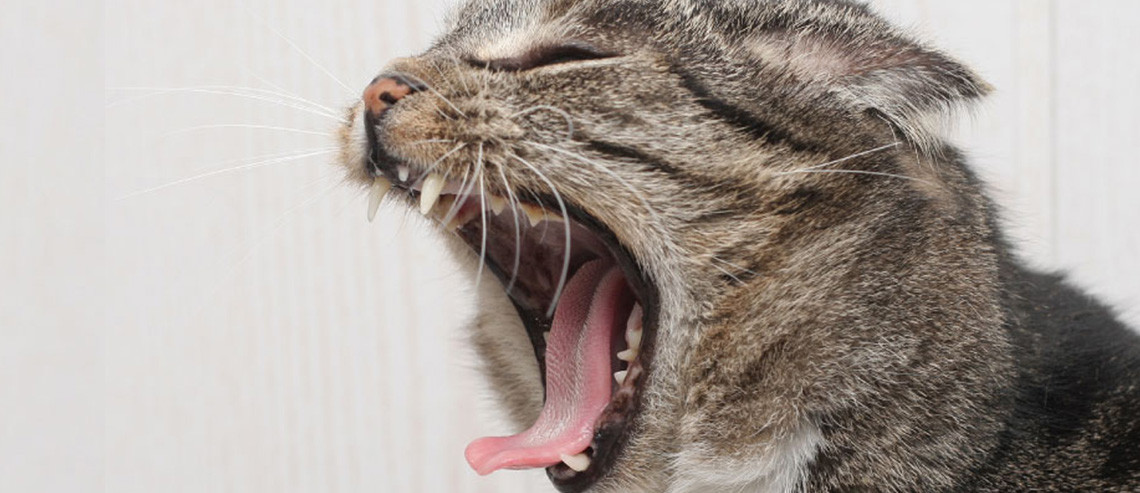 Cat Nutrition for Dental Health