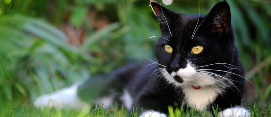 Cat Health De-sexing