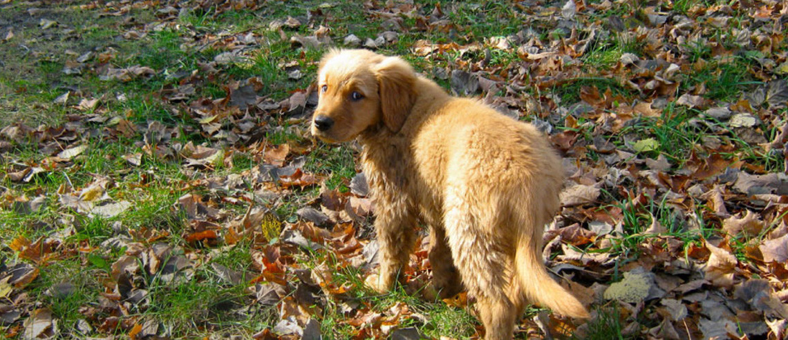 Diets for Large Puppies