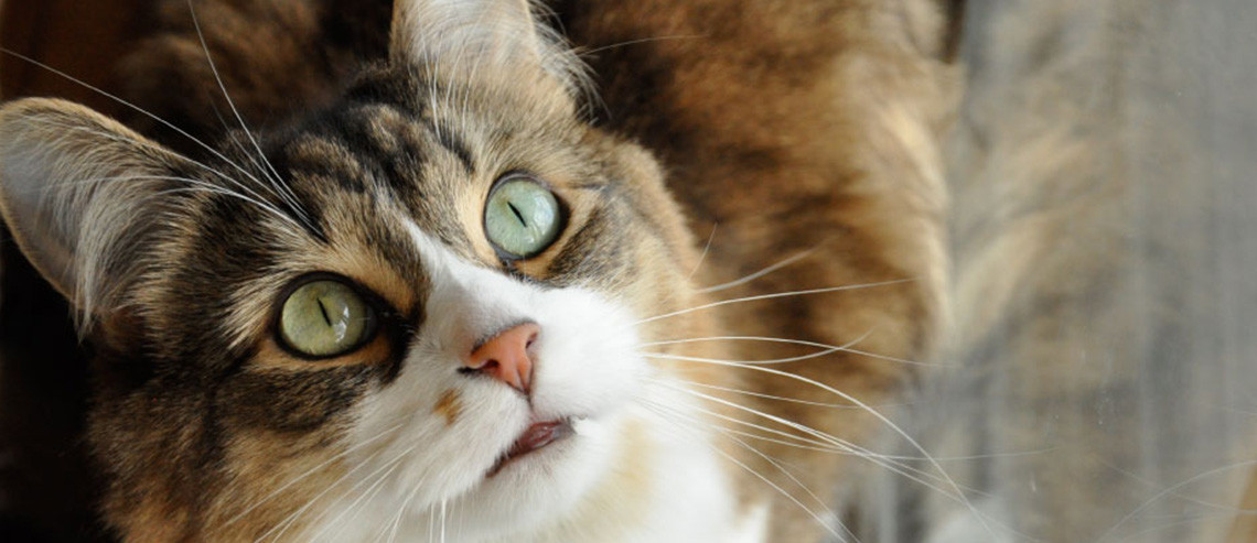 Cat Nutrition for Digestive Health
