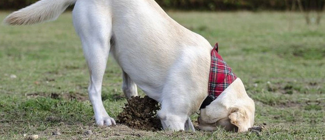 Dog Training Dealing With Digging