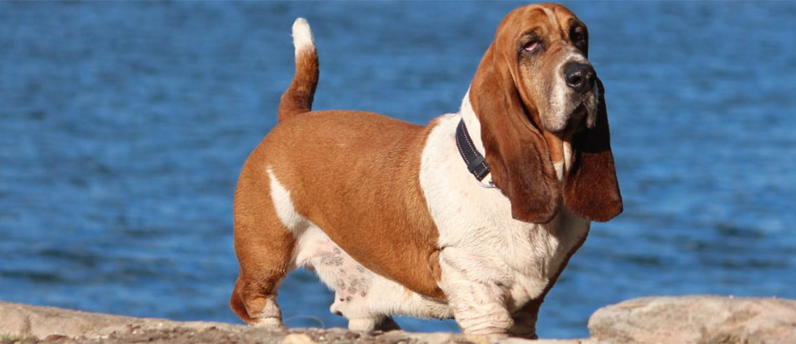 Dog Nutrition - Weight Management