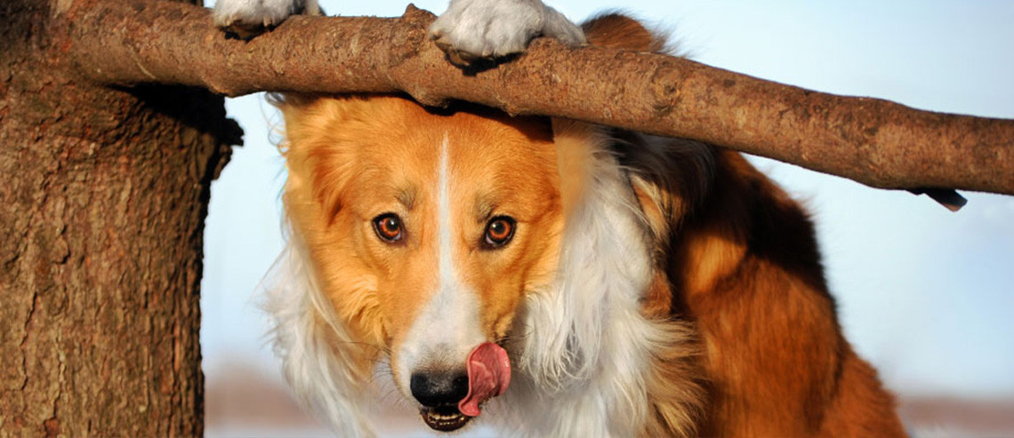 Dog Ear Care