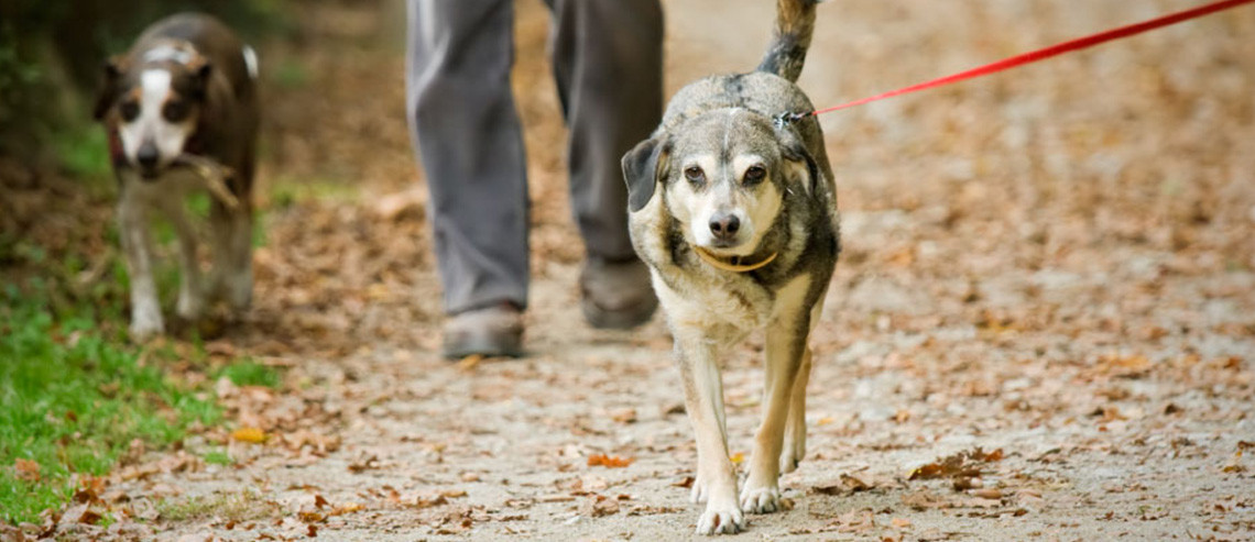Dog Training Walking Equipment Options