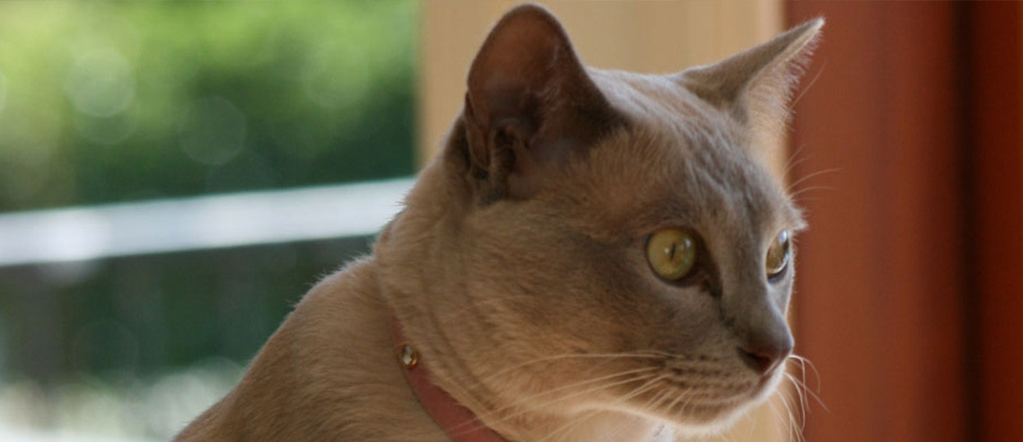 Cat Ear & Eye Care