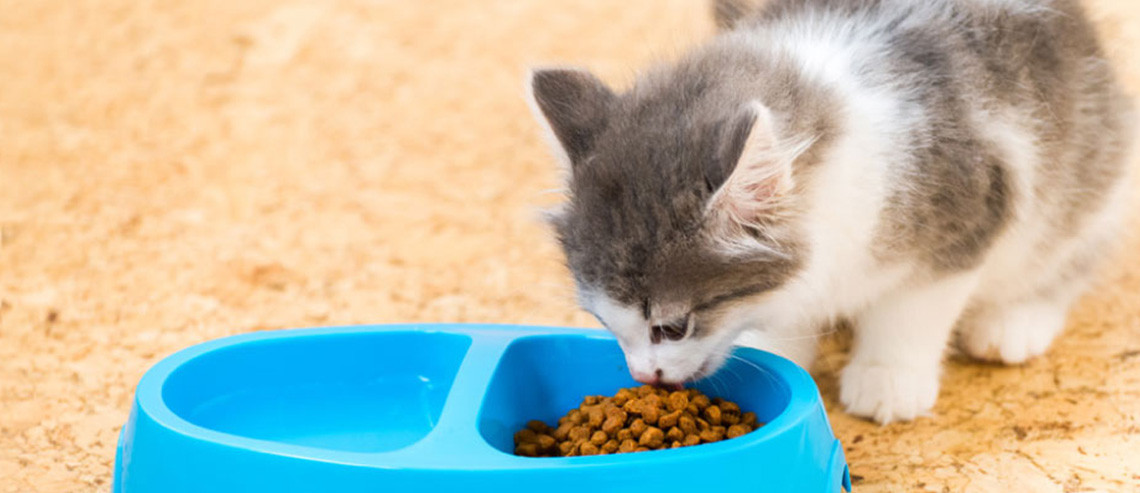 Kitten Nutrition